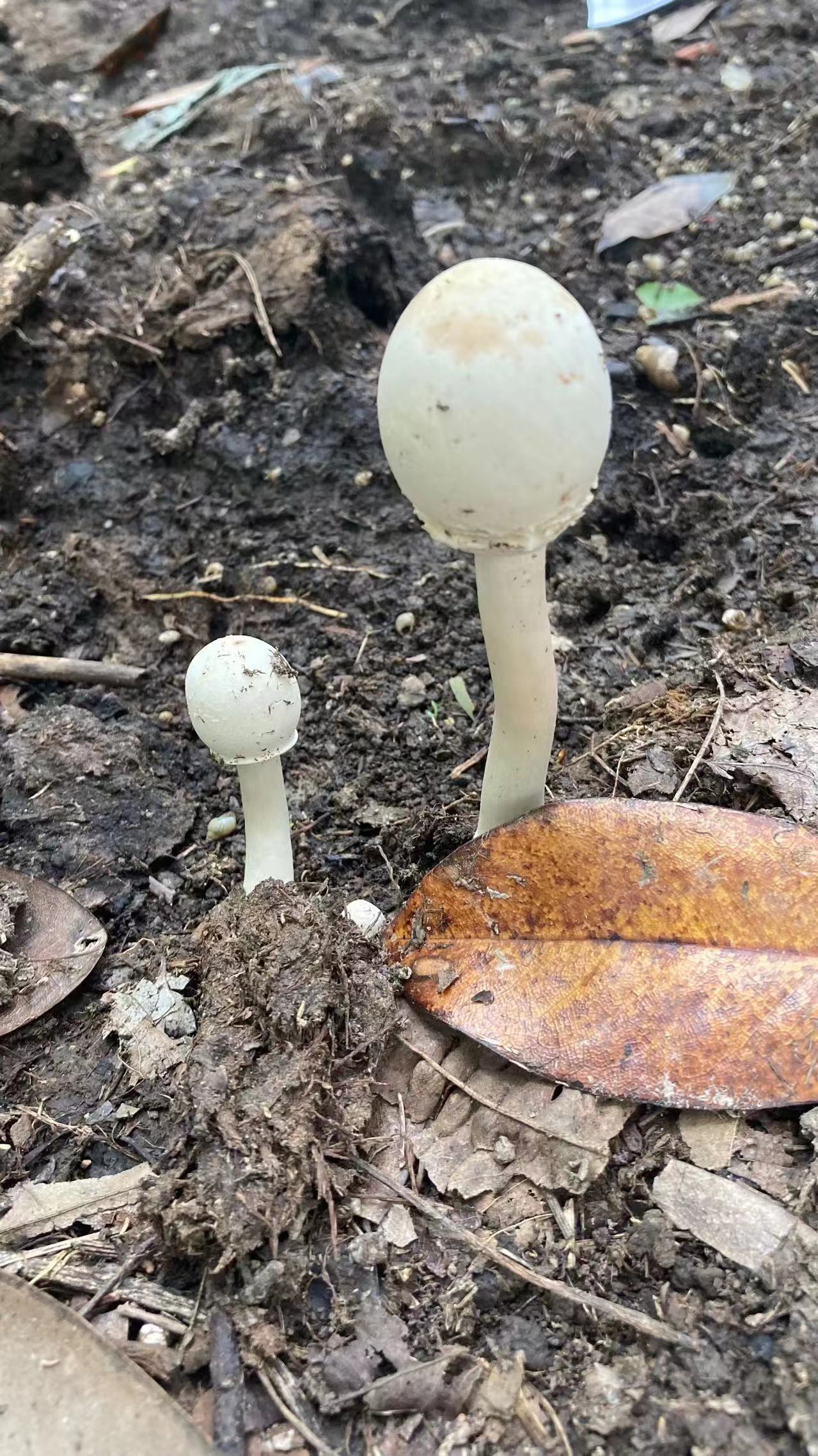 mushroomimage